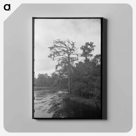 アートパネル-Trees and Moss Along the Bayou
 - ラッセル リー Canvas.