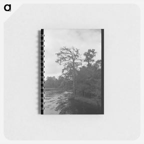 アートメモ帳-Trees and Moss Along the Bayou
 - ラッセル リー Memo.