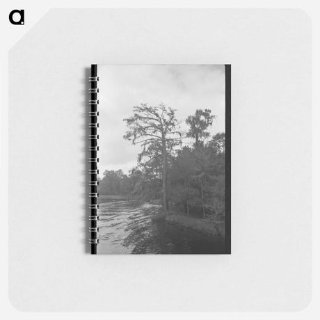 アートメモ帳-Trees and Moss Along the Bayou
 - ラッセル リー Memo.