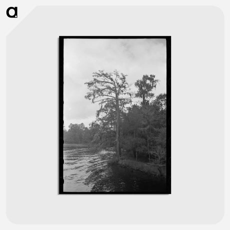 アートポストカード-Trees and Moss Along the Bayou
 - ラッセル リー Postcard.