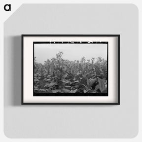 アートポスター-Flowering Tobacco Field
 - ラッセル リー Poster.