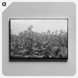 アートパネル-Flowering Tobacco Field
 - ラッセル リー Canvas.