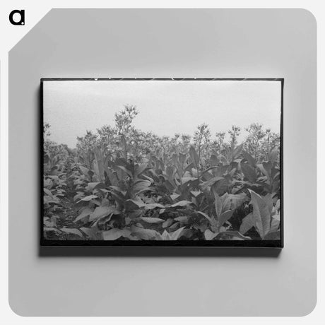 アートパネル-Flowering Tobacco Field
 - ラッセル リー Canvas.