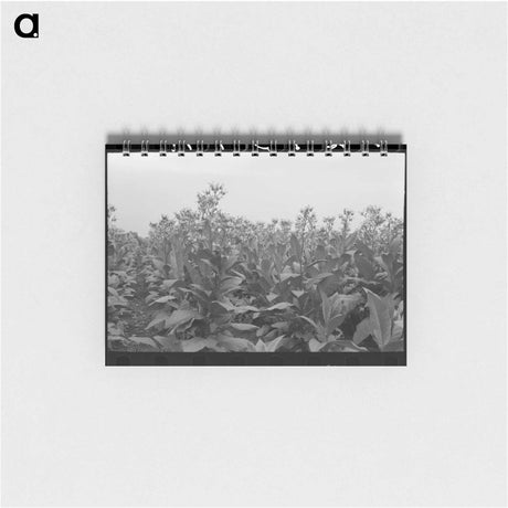アートメモ帳-Flowering Tobacco Field
 - ラッセル リー Memo.
