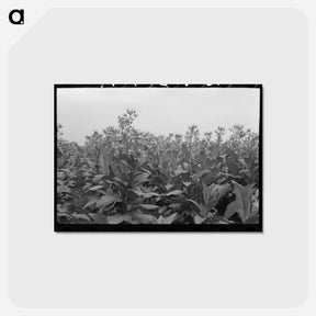アートポストカード-Flowering Tobacco Field
 - ラッセル リー Postcard.