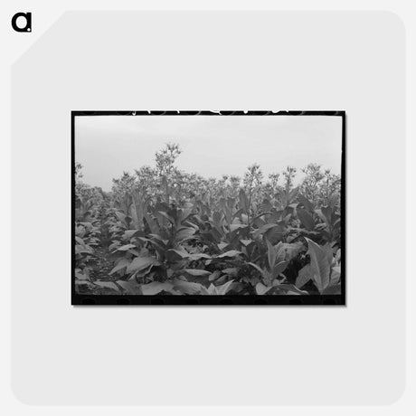 アートポストカード-Flowering Tobacco Field
 - ラッセル リー Postcard.