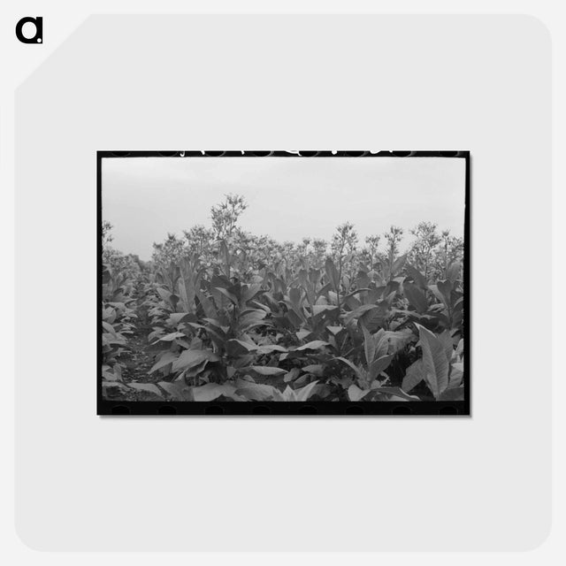 アートポストカード-Flowering Tobacco Field
 - ラッセル リー Postcard.