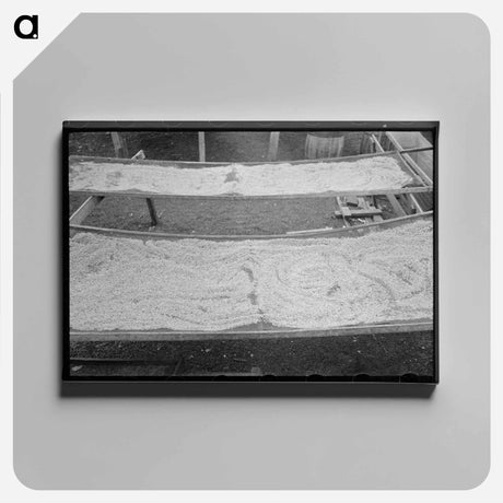 アートパネル-Pecan Drying, San Antonio
 - ラッセル リー Canvas.