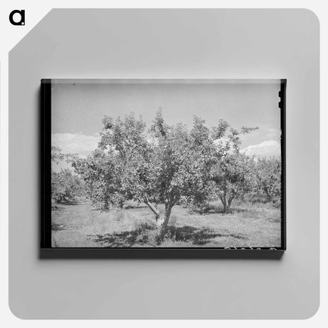 アートパネル-Delta County Apples
 - ラッセル リー Canvas.