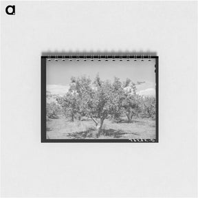 アートメモ帳-Delta County Apples
 - ラッセル リー Memo.
