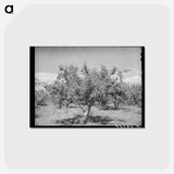 アートポストカード-Delta County Apples
 - ラッセル リー Postcard.