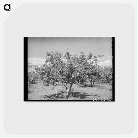 アートポストカード-Delta County Apples
 - ラッセル リー Postcard.