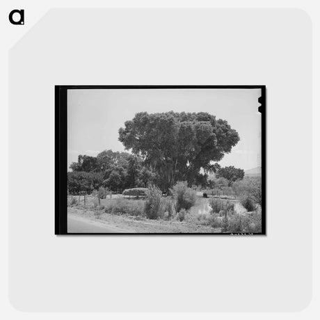 アートポストカード-Mormon Farms Irrigation Pools
 - ラッセル リー Postcard.