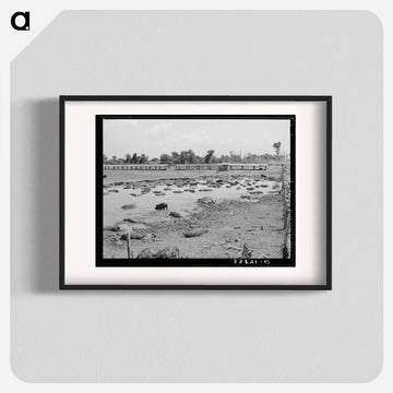 Oklahoma City Hog Pen
 - ラッセル リー Poster.