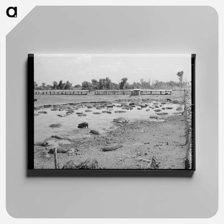 アートパネル-Oklahoma City Hog Pen
 - ラッセル リー Canvas.