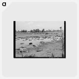 アートポストカード-Oklahoma City Hog Pen
 - ラッセル リー Postcard.
