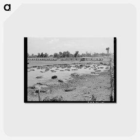 アートポストカード-Oklahoma City Hog Pen
 - ラッセル リー Postcard.