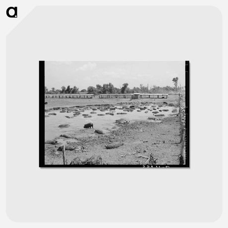 アートポストカード-Oklahoma City Hog Pen
 - ラッセル リー Postcard.