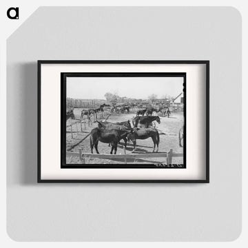 Mules in Sale Lot
 - ラッセル リー Poster.