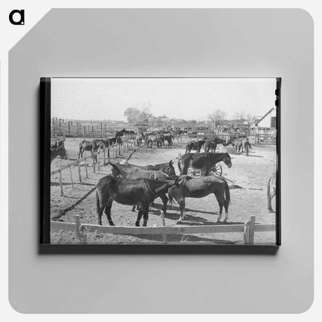 アートパネル-Mules in Sale Lot
 - ラッセル リー Canvas.