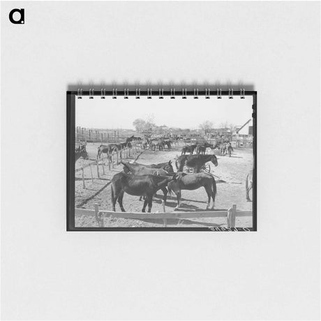 アートメモ帳-Mules in Sale Lot
 - ラッセル リー Memo.