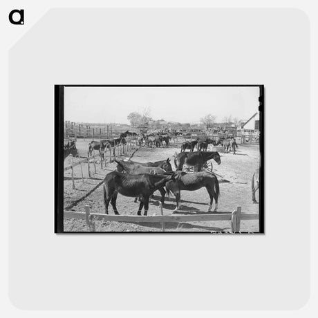 アートポストカード-Mules in Sale Lot
 - ラッセル リー Postcard.