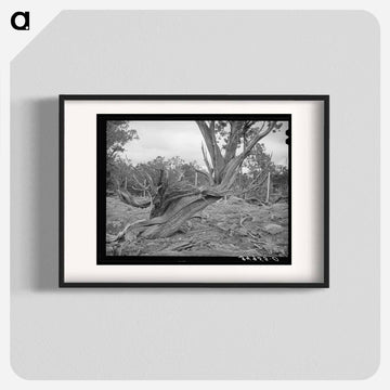 Twisted Mountain Juniper
 - ラッセル リー Poster.