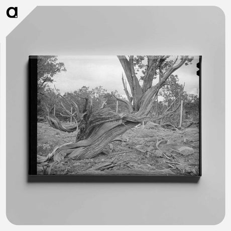 アートパネル-Twisted Mountain Juniper
 - ラッセル リー Canvas.