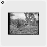 アートポストカード-Twisted Mountain Juniper
 - ラッセル リー Postcard.