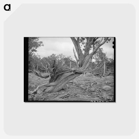 アートポストカード-Twisted Mountain Juniper
 - ラッセル リー Postcard.