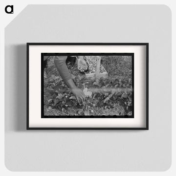 Strawberry Picking Near Ponchatoula
 - ラッセル リー Poster.