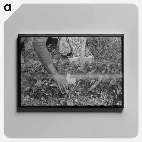 アートパネル-Strawberry Picking Near Ponchatoula
 - ラッセル リー Canvas.
