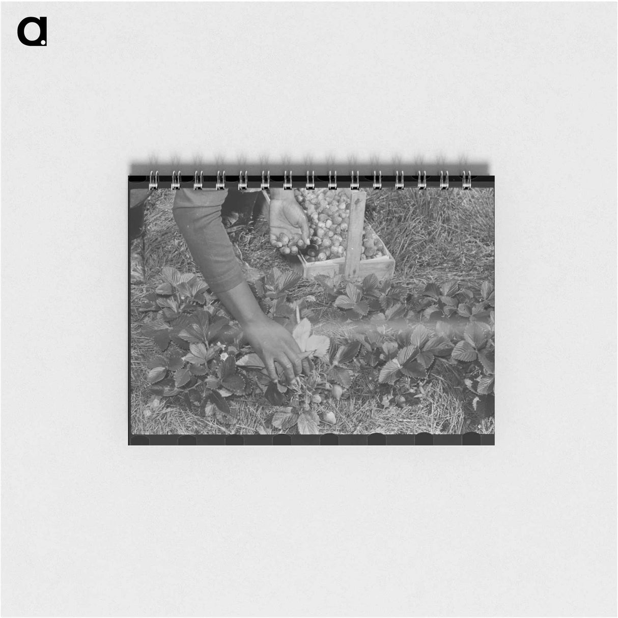 アートメモ帳-Strawberry Picking Near Ponchatoula
 - ラッセル リー Memo.
