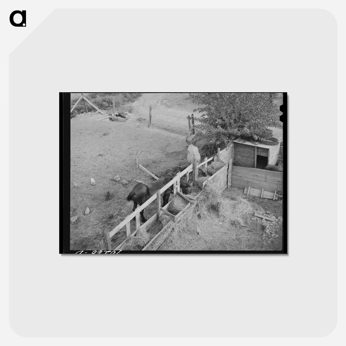 アートポストカード-Barnyard Scene
 - ラッセル リー Postcard.