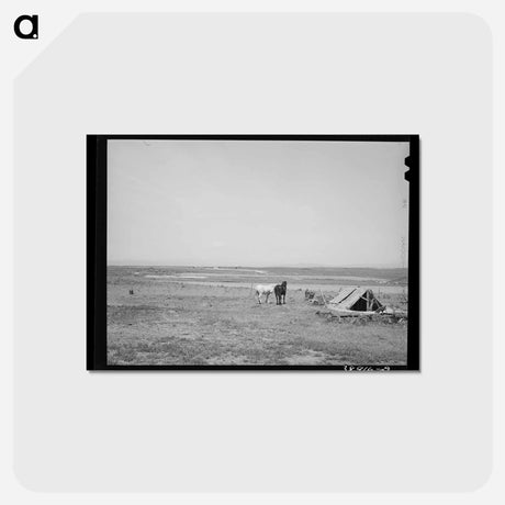 アートポストカード-Dead Ox Flat Farming
 - ラッセル リー Postcard.