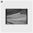 アートポストカード-Sheep on Mountain Slope
 - ラッセル リー Postcard.