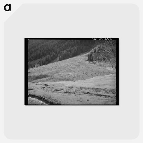 アートポストカード-Sheep on Mountain Slope
 - ラッセル リー Postcard.