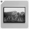 アートパネル-Yearlings. Cruzen Ranch, Valley County, Idaho
 - ラッセル リー Canvas.