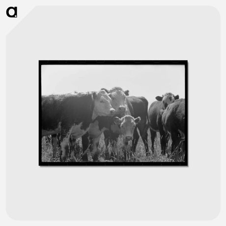アートポストカード-Yearlings. Cruzen Ranch, Valley County, Idaho
 - ラッセル リー Postcard.