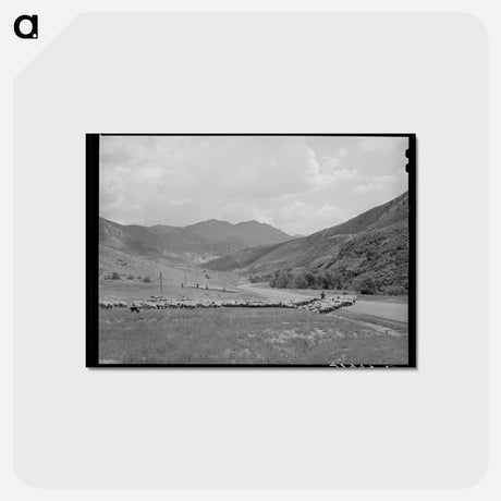 アートポストカード-Driving Fat Lambs to Cimarron
 - ラッセル リー Postcard.
