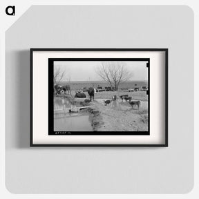 アートポスター-Cattle at Water Hole
 - ラッセル リー Poster.