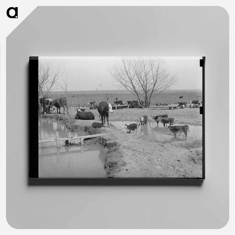 アートパネル-Cattle at Water Hole
 - ラッセル リー Canvas.
