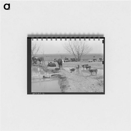 アートメモ帳-Cattle at Water Hole
 - ラッセル リー Memo.