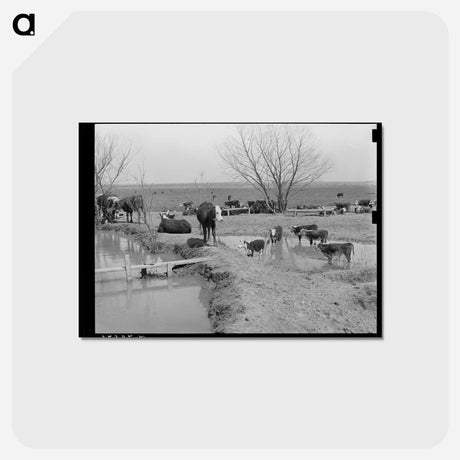 アートポストカード-Cattle at Water Hole
 - ラッセル リー Postcard.