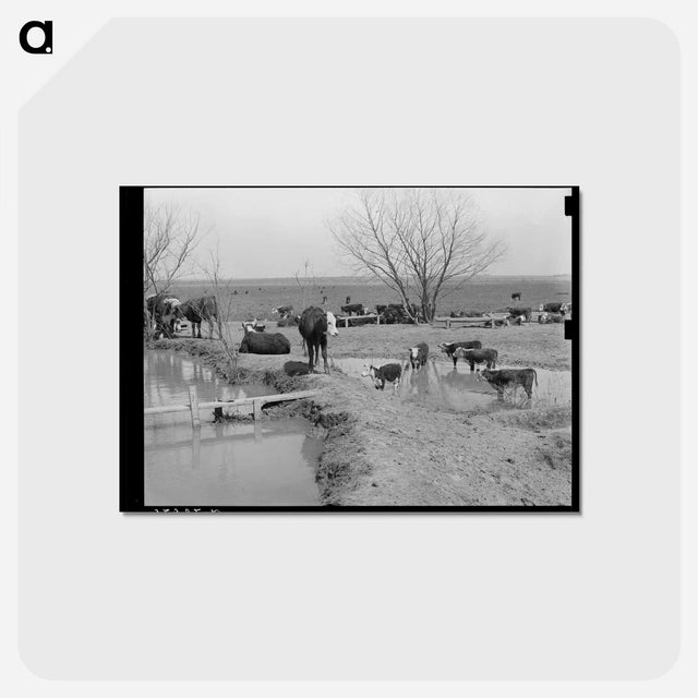 アートポストカード-Cattle at Water Hole
 - ラッセル リー Postcard.