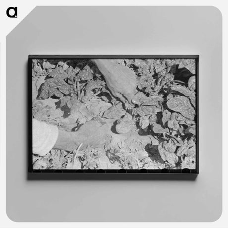 アートパネル-Cutting Spinach, La Pryor, Texas
 - ラッセル リー Canvas.