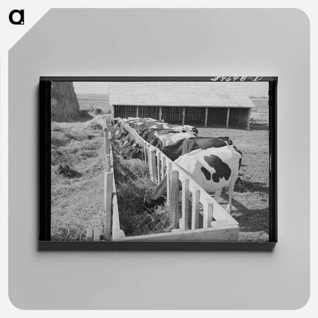 アートパネル-Cows on Idaho Farm
 - ラッセル リー Canvas.