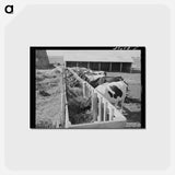 アートポストカード-Cows on Idaho Farm
 - ラッセル リー Postcard.