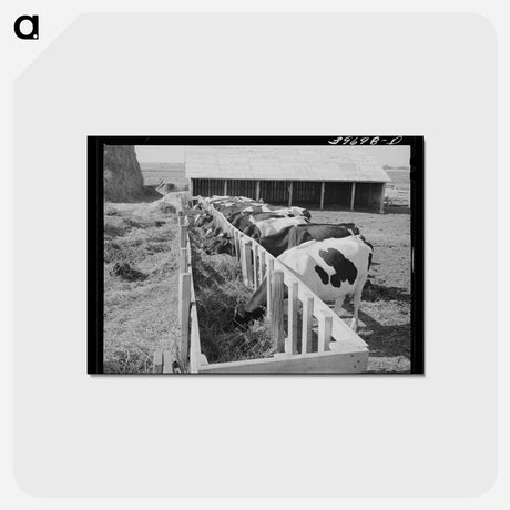 アートポストカード-Cows on Idaho Farm
 - ラッセル リー Postcard.