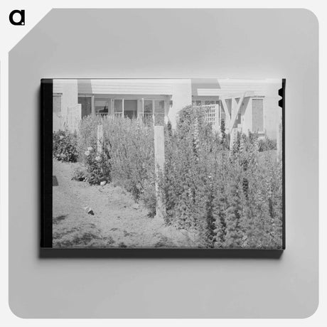 アートパネル-Arizona Apartment Backyard
 - ラッセル リー Canvas.